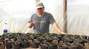 Профилактика рассады от болезней и вредителей! (рабочая схема защиты)