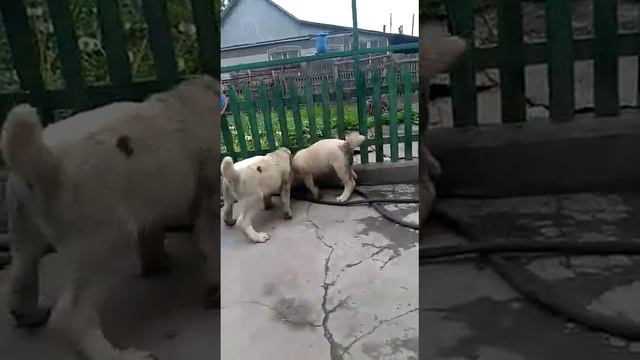 Маленькие бойцы - алабаи бьются за территорию. Питомник Актобет. САО смотреть онлайн