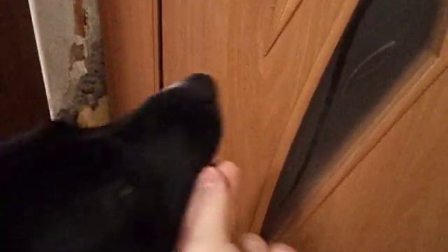 Моя умная собака) смотреть онлайн
