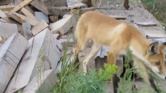 Лиса на кордоне "Сармат" смотреть онлайн