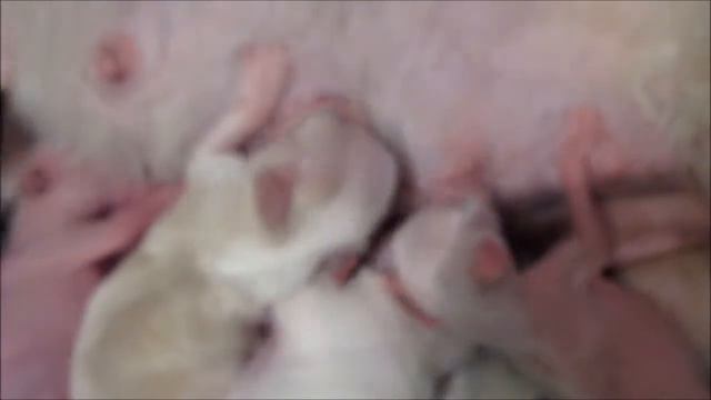 малыши китайской хохлатой смотреть онлайн