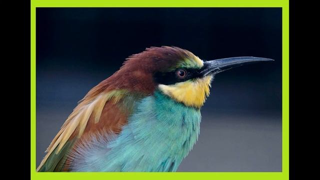 Золотистая щурка или пчелоедка, красивая птичка. смотреть онлайн