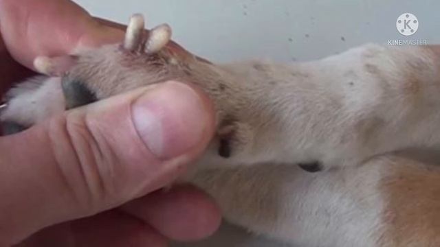 Когда ветеринар увидел лапы этого щенка, он потерял дар речи, и начал звонить в службу спасения