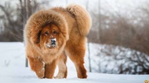 Тибетский Мастиф против Кавказской Овчарки БОЙ ГИГАНТОВ