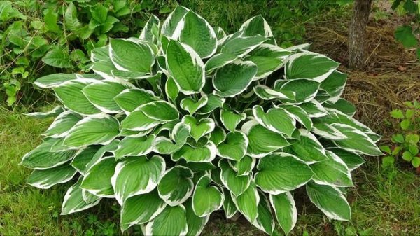 Хоста Hosta (рост, развитие, цветение)