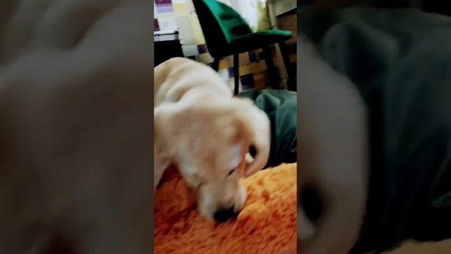 Так я расправлюсь со своей кроваткой) а вы? #лабрадор #собаки #животные смотреть онлайн