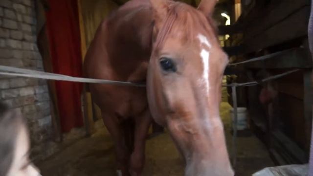 Кормим Лошадь вместе. Развивающее видео для детей про Животных 2018 смотреть онлайн