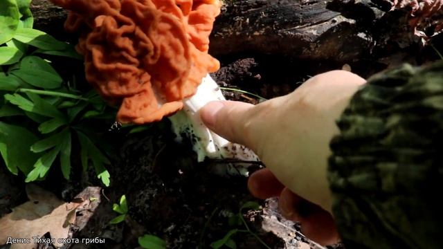 Строчок островерхий | Discina fastigiata смотреть онлайн