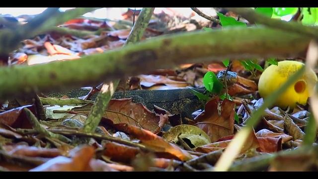 ОСТРОВ ТАЧАЙ | TACHAI ISLAND | Пхукет 2016 | острова Пхукет смотреть онлайн