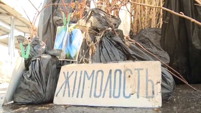 Проверка качества саженцев смотреть онлайн