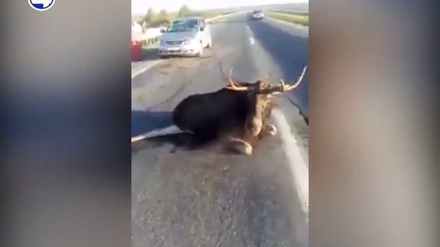 Сбивают лосей смотреть онлайн