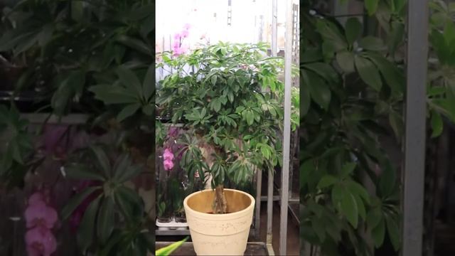 Шеффлера Compacta koker и Драцена Fr Compacta Dorado Сaroussel смотреть онлайн