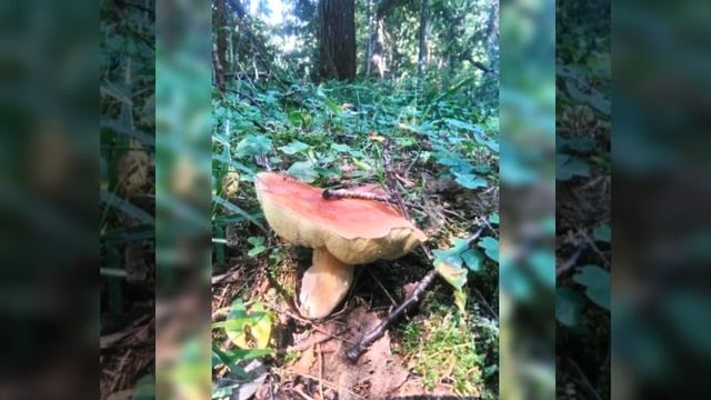 Грибалка 09.08.2021 смотреть онлайн