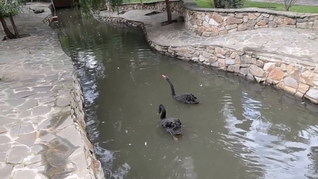 Ландшафтный парк "Лога". Каменск-Шахтинский, Ростовская обл. 2016 год. смотреть онлайн