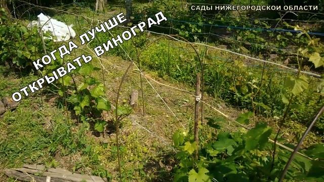 Когда открывать виноград.Открытие винограда весной смотреть онлайн