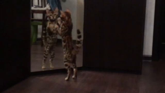 Бенгальский котенок Пандора сражается с банданой. // Bengal cat Pandora fighting with bandana смотреть онлайн