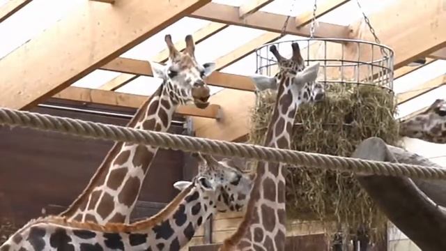 Giraffe Feeding - Жирафы едят - Giraffen beim Fressen смотреть онлайн
