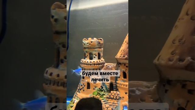 мои антидепрессанты ?⬛? рыбки и Федя? #кот #catcat #домашниеживотные #коты #рыбки смотреть онлайн