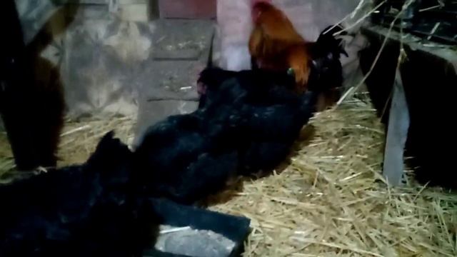 Маран Черно медный, коротко о породе!!! смотреть онлайн