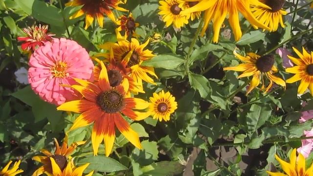 Какие посадить весной цветы,чтоб цвели все лето?Неприхотливые Цветы цветущие все лето и осень. смотреть онлайн