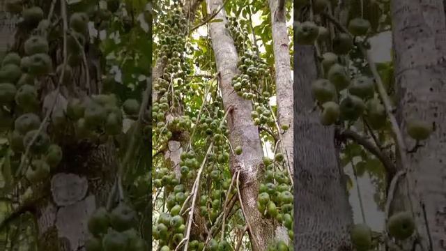 cluster Fig /fig tree/ tubog/tibig #kubkub #kakubkub #mgakakubkub #dansoykubkub #food #youtubeshort смотреть онлайн