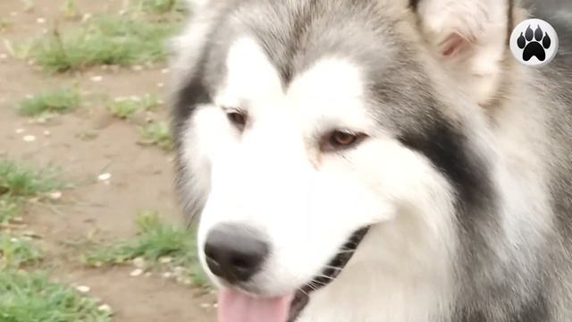 Породы собак, который нельзя заводить в квартирах. Wolf TV. смотреть онлайн