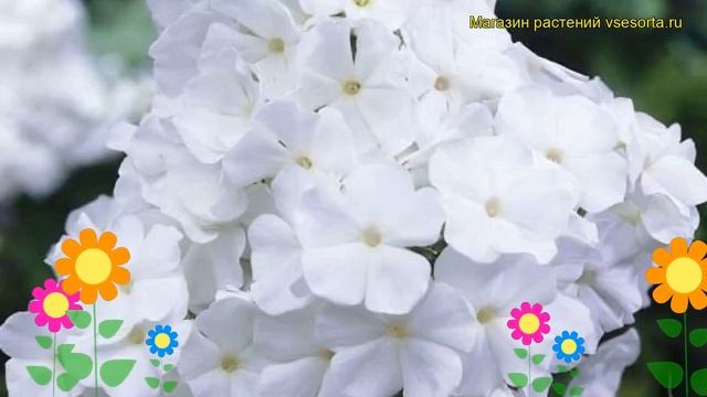 Флокс дугласа Уайт Адмирал. Краткий обзор, описание характеристик phlox douglasii White Admiral смотреть онлайн