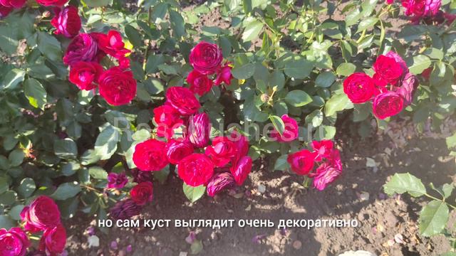 САЖЕНЦЫ РОЗ с красивым и долгим цветением💐💐💐 смотреть онлайн