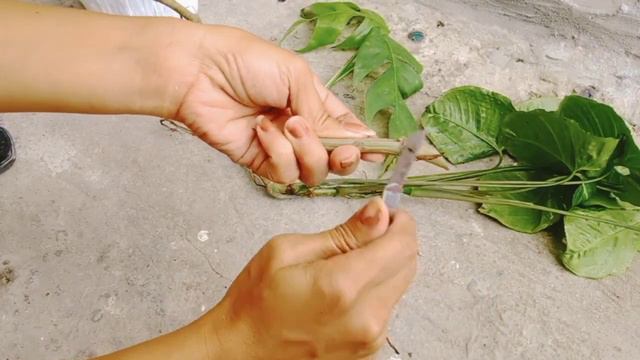 Rhaphidophora/Syngonium Podophyllum Cutting PROPAGATION new Collection смотреть онлайн