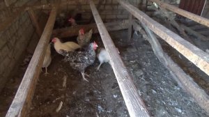 Обзор хозяйства: содержание перепелов, кур, гусей. Инкубаторы. Что нового.