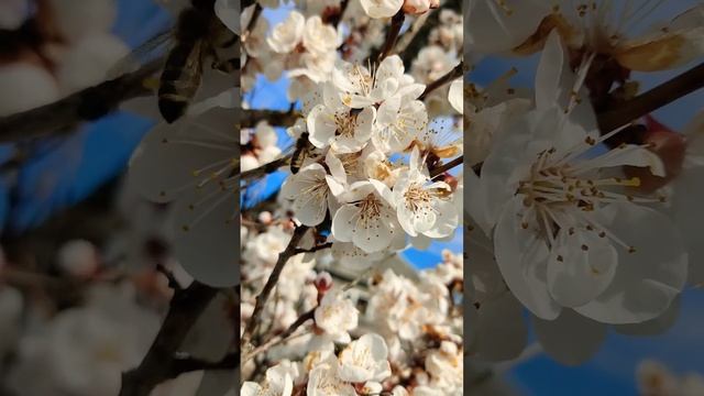 #Shorts Весна, пчела, цветы смотреть онлайн