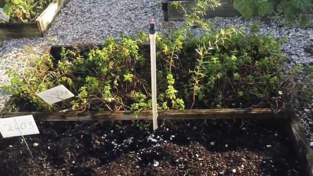 Территория апартаментов в Америке. St Petersburg Florida смотреть онлайн