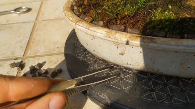 Важность выбора почек весной у бонсай. Удаление не нужных почек и побегов у бонсай. смотреть онлайн