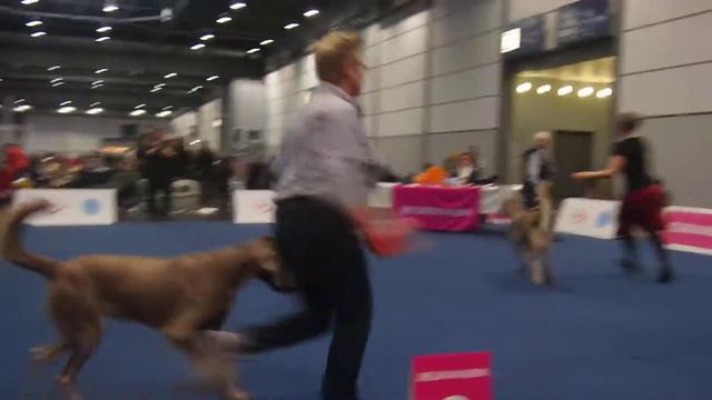 World Dog Show 2017 Leipzig Langhaar Weimaraner смотреть онлайн