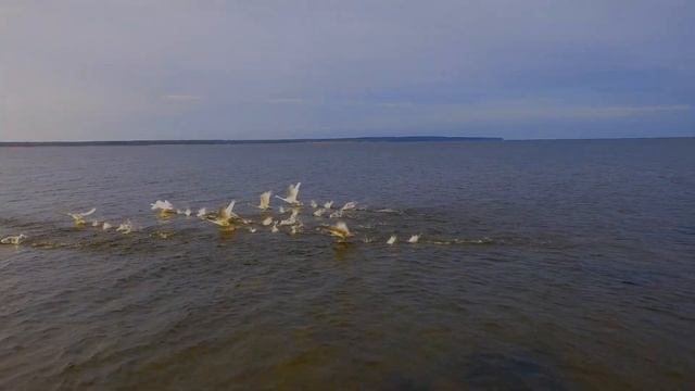 Крайняя наша прогулка по почти зимнему Балтийскому морю. Город Приморск Ленинградской области. смотреть онлайн