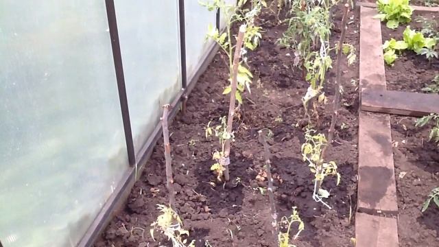 Томаты с клубникой не совместимы . смотреть онлайн