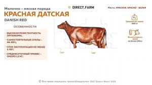 Красная датская мясо-молочная порода коров