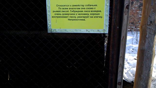 Лиса сошла с ума смотреть онлайн