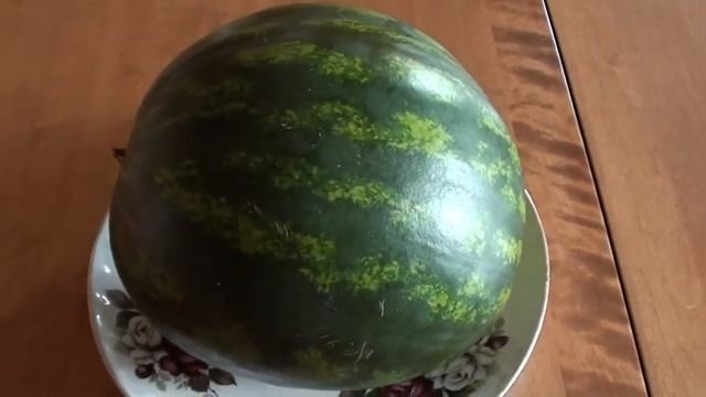 Арбуз Бомба открытый грунт пробуем. смотреть онлайн