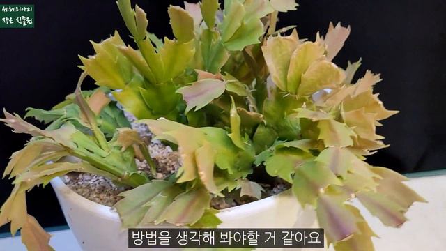 냉해로 처참히 변한 게발 선인장 어떻게 살리고 있을까요, 분갈이 영상 포함, Rhipsalidopsis, Schlumbergera truncata смотреть онлайн