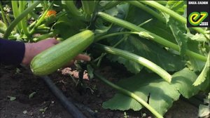 Марселла F1 - новый кабачок от Enza Zaden