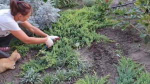 Обрезка можжевельника стелящегося НАНА. Размножение, укоренение, черенкование