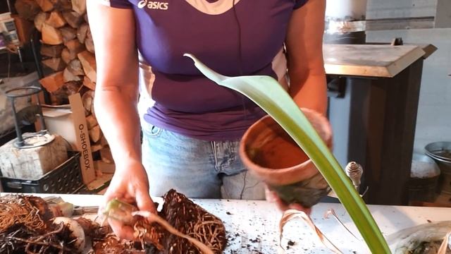 Growing Amaryllis Bulbs over and over again смотреть онлайн