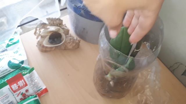 АПТЕЧКА для ОРХИДЕЙ / смотреть всем орхолюбителям смотреть онлайн