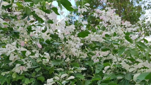 SNOWBUSH PLANT (Bunga - Bungong Official) смотреть онлайн