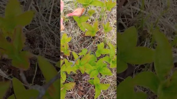 Rhododendron Mandarin Liahts