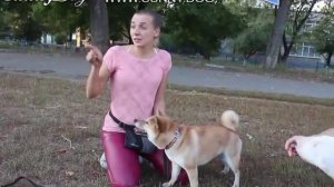 Драка собак: как избежать и как разнять? Что делать, если собаки подрались? Как помирить собак?