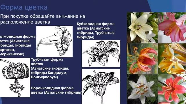 Азиатские или восточные гибриды лилий смотреть онлайн