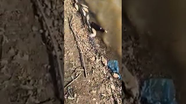 Массовая гибель рыбы в г. Амурск Хабаровского края смотреть онлайн