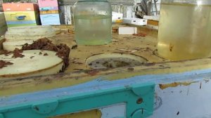 белковая подкормка для пчел, прошло 7 дней после дачи подкормки, ставлю пчелам вощину